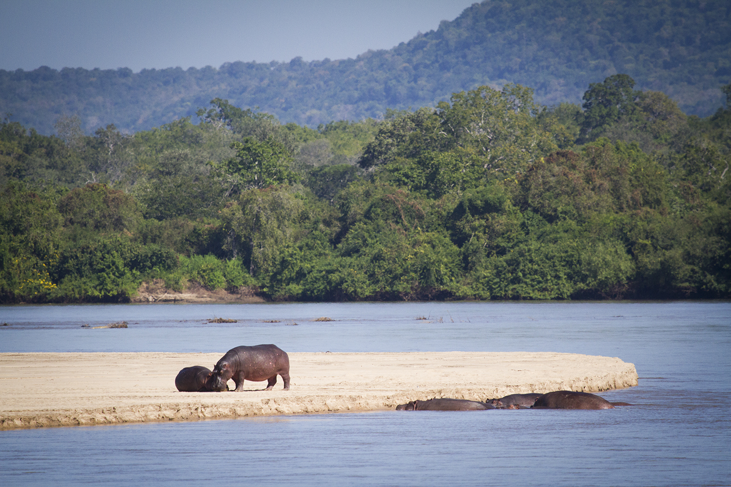 Safari boy with elephant